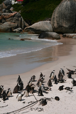 cape town, picture 3: beach penguins. click on the image to go to the next picture